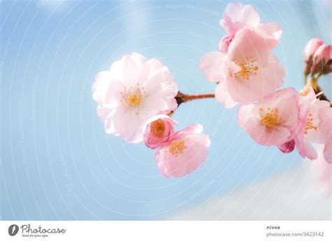 Cherry Blossoms In Detail A Royalty Free Stock Photo From Photocase