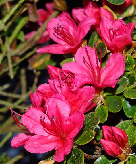 Dwarf Evergreen Azalea Flash Photography For April Most Ve Flickr