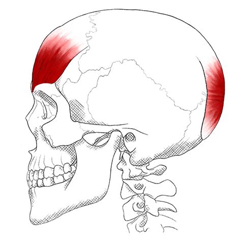 Frontalis And Occipitalis Pain And Trigger Points