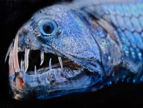 Planet Animals 2012 Deep Sea Fish