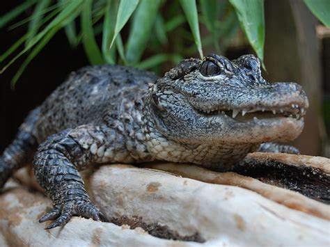 Chinese Alligator | Alexandria Zoo