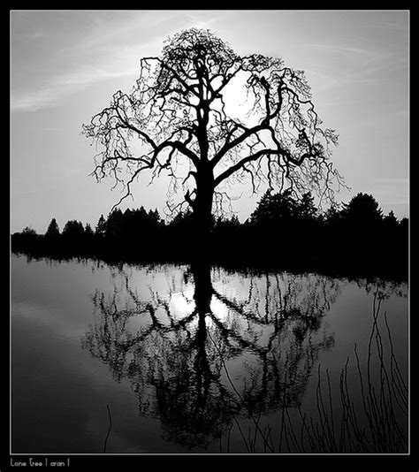 50 Beautiful Examples Of Tree Photography Noupe