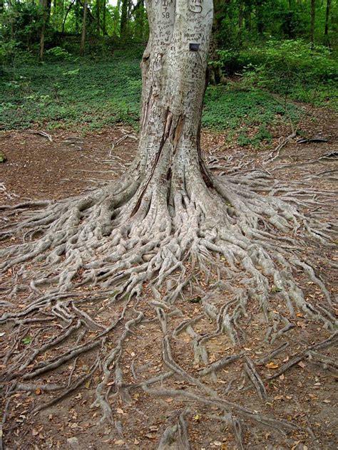 Tree Roots In The Vegetable Garden