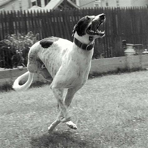 Check spelling or type a new query. Tripawds » Osteosarcoma Dog Cancer Gene Discovered by Drs ...