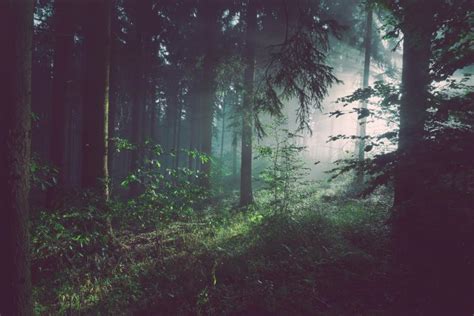 Dark Forest Free Stock Photo By Stocksnap On