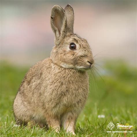 Didyouknow These European Rabbits Live In A Borrow Which Are Known As