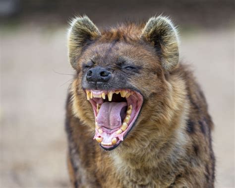 From Apes To Birds There Are 65 Animal Species That “laugh” Ars Technica