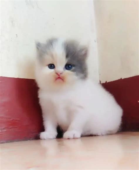 323 Wallpaper Anak Kucing Lucu Dan Imut Images And Pictures Myweb