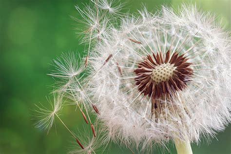 Freedom Blowing Dandelion Pollen Stock Photos Pictures And Royalty Free