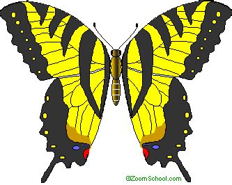 Tiger Swallowtail B Fly Enchantedlearning Com