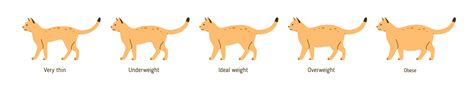 Is Your Cat Overweight Signs Symptoms And What To Do Greeley Vets