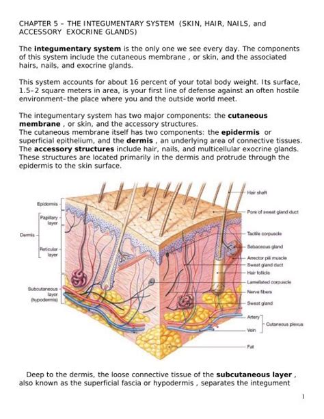Chapter 5 The Integumentary System Skin Hair
