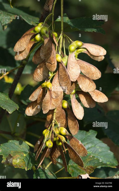 Winged Seeds On A Sycamore Tree Also Known As Samaras Or Nick Named