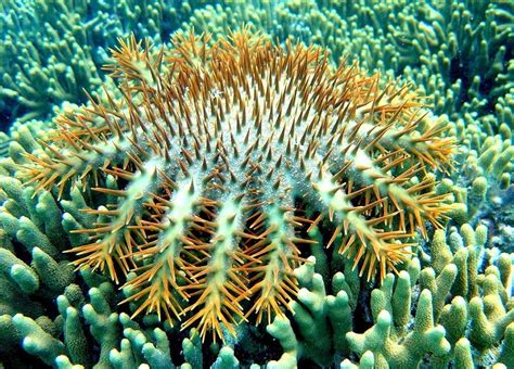 Crown Of Thorns Starfish Everything You Should Know About