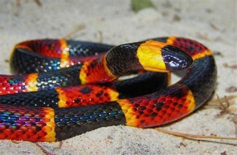Von russells viper bis zur black mamba sind dies 25 der giftigsten schlangen der welt. Top 10: Die giftigsten Schlangen der Welt | KunsTop.de