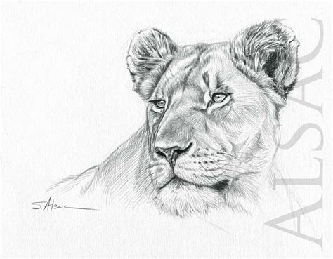 Lioness Portrait Illustration Drawing Realistic Faune Sauvage