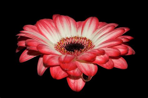 Kostenloses Foto Zum Thema Blühen Blume Blüte