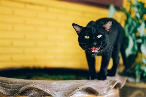 How To Tame Feral Cats And Kittens