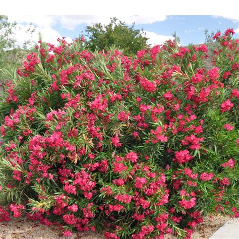 Oleander Is A Beautiful But Poisonous Shrub Hgtv