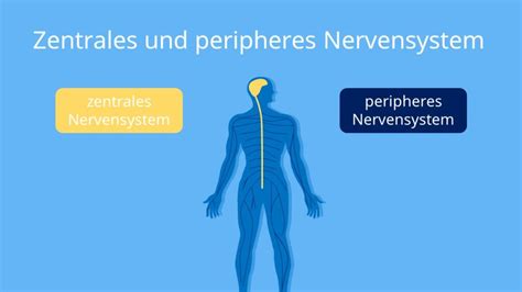 Nervensystem Mensch Aufbau Und Unterteilung · Mit Video