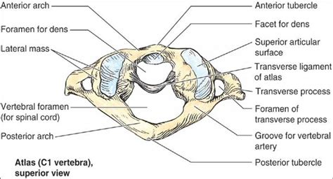 The atlas is the first cervical vertebra, commonly called c1. Flashcards - Vertebral Column - How many vertebrae are in ...