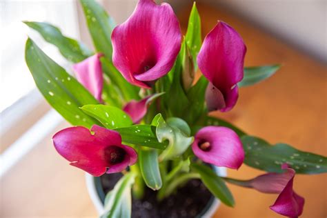 Calla Lily Plant Care Growing Guide