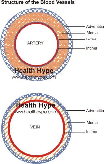 Discover the various types of diagrams. Blood Vessels (Artery, Vein) Structure, Function ...