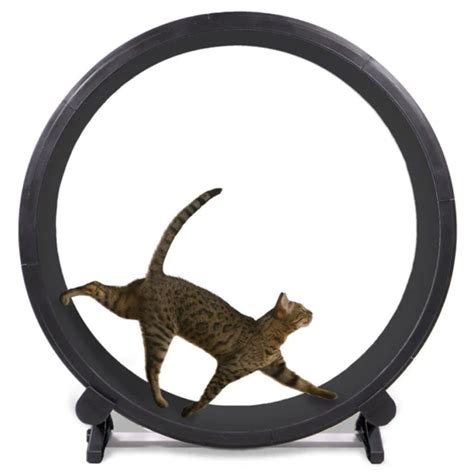 Fit Felines 10 Hamster Wheel Treadmills For Cats And Kittens