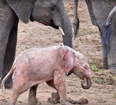 Rare Albino Elephant Kruger National Park Unusual Animals Rare Animals