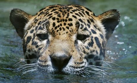 From the biggest to the smallest, the fastest to the strongest, find out more about the cats that appear in the series. Beauty Animalia: Jaguars are the largest of South America ...
