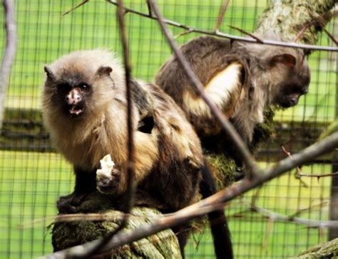 Dangers Of Primates As Pets Animal Experiences At Wingham Wildlife