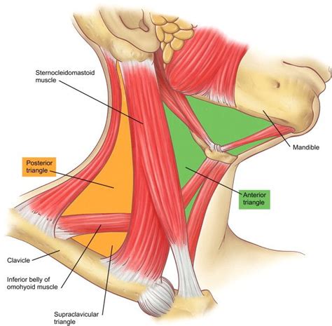 Anatomy tutorial on the organisation of the neck from anatomyzone, looking at the anterior and posterior triangles, fascial compartments and key anatomical. Other Terms: Sternocleidomastoid muscle, Musculus ...