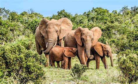 Ecotourisme En Côte Divoire Discover Ivorycoast