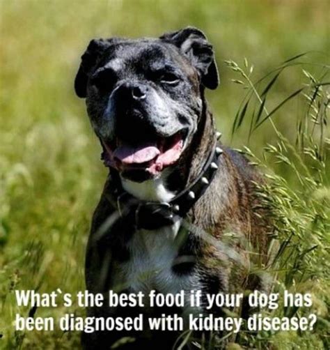 Try to find the answer to the following question: Dog Food For Kidney Disease | Kidney diet for dogs, Make ...