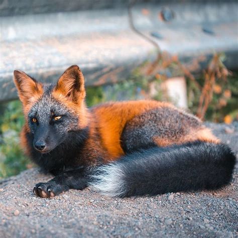 Incredibly Majestic Cross Fox With Unique Black And Orange Coat Odd