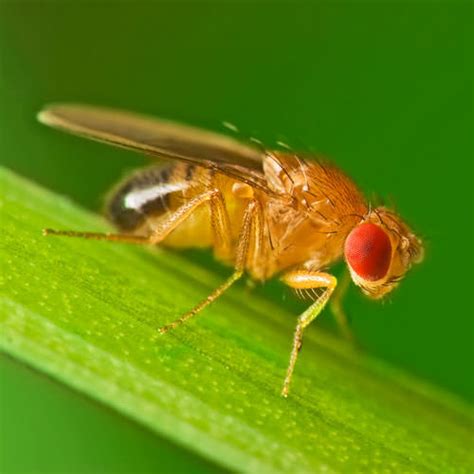 Preventing Fruit Fly Infestations In Alabama Homes Controlling And Exterminating Fruit Flies In