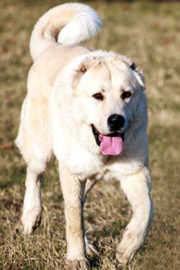 Anatolian Mastiff Dog Breed Information Continental Kennel Club