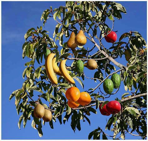 Amazing And Interesting Facts Fruit Salad Tree A Tree Which Can Grow