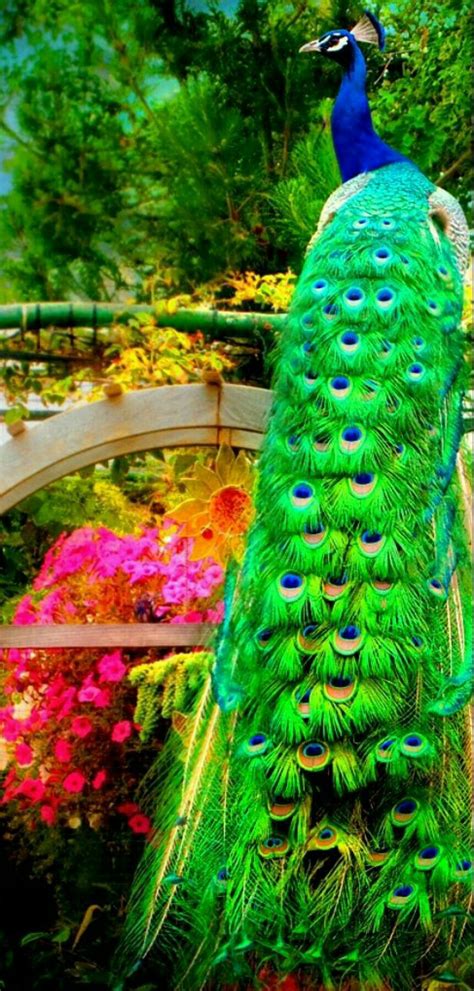 Pin On Peacock طاووس