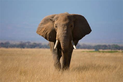 14 Amazing Things You Didnt Know Elephants Could Do Readers Digest