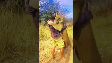 Lioness Reunited With Man Who Raised Her Youtube