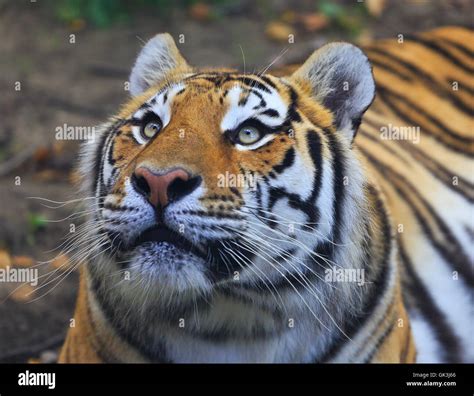 Bengal Tiger Portrait Stock Photo Alamy