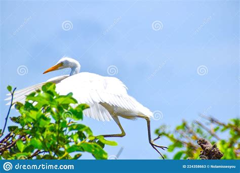 Large White Bird Walks In The Swamp Stock Image Image Of Wade Grace