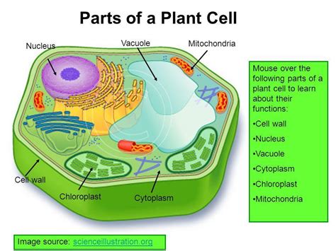 Draw The Neat Diagram Ofplant Cell Label The Following Parts In The