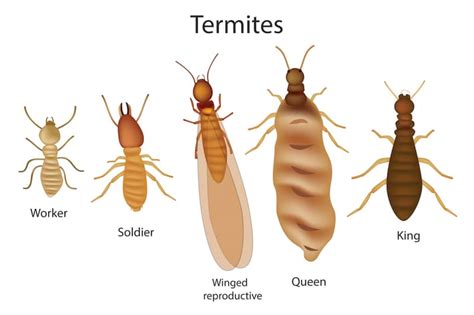 Please select the type of pest you think you have, to see if the council can offer advice. Termite Infestation in Florida: 8 Warning Signs ...