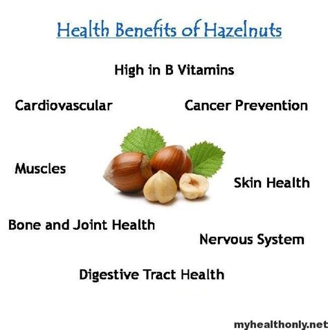 Impressive Health Benefits Of Hazelnuts My Health Only