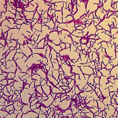 Bacillus Megaterium Typical Bacillus Wm Microscope Slide