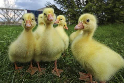 Ducks can't talk you silly! Hatching Duck Eggs: Can Chickens Hatch Ducks? - Backyard ...
