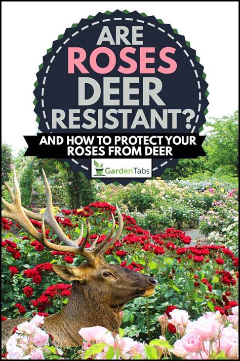 Are Roses Deer Resistant And How To Protect Your Roses From Deer