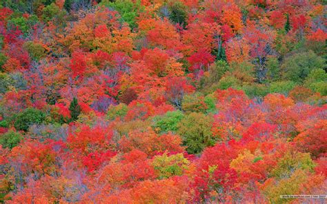 76 Fall Foliage Desktop Wallpaper Wallpapersafari